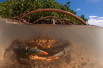 Mud crabs (Scylla serrata) in the water by the mangrove roots - split level image, Mali Island, Macuata Province, Fiji, South Pacific