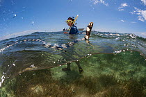 Woman swimming with Banded sea kraits (Laticauda colubrina) at low tide, Mali Island, Macuata Province, Fiji, South Pacific