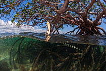 Banded sea kraits (Laticauda colubrina) at low tide in mangrove roots, Mali Island, Macuata Province, Fiji, South Pacific