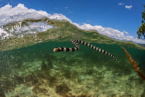 Banded sea krait (Laticauda colubrina) near mangrove at low tide, Mali Island, Macuata Province, Fiji, South Pacific