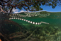 Banded sea krait (Laticauda colubrina) near mangrove tree  at low tide, Mali Island, Macuata Province, Fiji, South Pacific