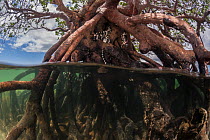 Banded sea kraits (Laticauda colubrina) in mangrove tree at low tide, Mali Island, Macuata Province, Fiji, South Pacific