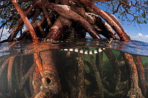 Banded sea krait (Laticauda colubrina) in mangrove tree at low tide, Mali Island, Macuata Province, Fiji, South Pacific