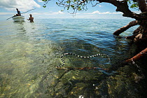 Banded sea kraits (Laticauda colubrina) gathering round mangrove tree at low tide with people watching in backgruond, Mali Island, Macuata Province, Fiji, South Pacific