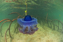 Purple crown jellyfish (Netrostoma setouchina) in the mangrove shallows, Nukubati Island Resort, Macuata Province, Fiji, South Pacific