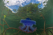 Purple crown jellyfish (Netrostoma setouchina) in the mangrove shallows, Nukubati Island Resort, Macuata Province, Fiji, South Pacific