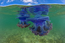 Split level of Purple crown jellyfish (Netrostoma setouchina) in shallow waters, Nukubati Island Resort, Macuata Province, Fiji, South Pacific