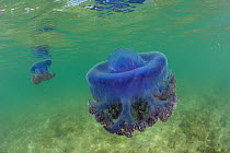 Purple crown jellyfish (Netrostoma setouchina) in shallow waters, Nukubati Island Resort, Macuata Province, Fiji, South Pacific