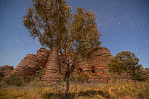 Bungle Bungle Range, beehive shaped karst sandstone formation formed by erosion, with dark lines formed by cyanobacteria. Purnululu National Park, UNESCO World Heritage Site, Kimberley, Western Austra...