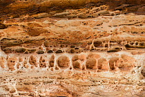 Dark bands, formed by cyanobacteria on beehive shaped  karst sandstone  formation.  Purnululu National Park, UNESCO World Heritage Site, Kimberley, Western Australia. June 2016.