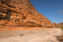 Bungle Bungle Range, beehive shaped karst sandstone formation formed by erosion, with dark lines formed by cyanobacteria. Purnululu National Park, UNESCO World Heritage Site, Kimberley, Western Austra...