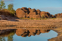 Water reflections in the Bungle Bungle Range, beehive shaped karst sandstone formation formed by erosion, with dark lines formed by cyanobacteria. Purnululu National Park, UNESCO World Heritage Site,...