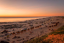 Cable Beach at sunset with people riding Dromedary camels (Camelus dromedarius) and many vehicles driving along the beach, Broome, Western Australia. July 2016.