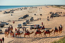 Cable Beach with people riding Dromedary camels (Camelus dromedarius) and many vehicles driving along the beach, Broome, Western Australia. July 2016.