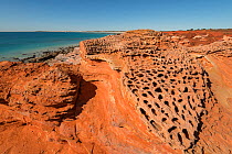 Honeycomb formation on the red rocks caused by erosion, Gantheaume Point, Broome, Western Australia. July 2016.