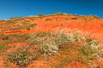 Vegetation in the red sand and sandstones by the coast, Kimberley, Western Australia. July 2016.