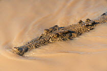 Saltwater crocodile (Crocodylus porosus) swimming towards the Adelaide River boat cruise, Adelaide River  , Darwin, Northern Territories, Australia
