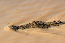 Saltwater crocodile (Crocodylus porosus) swimming towards the Adelaide River boat cruise, Adelaide River, Darwin, Northern Territories, Australia