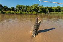 Saltwater crocodile (Crocodylus porosus) jumping up to grab a piece of chicken hung over the water by Adelaide River cruise boat skipper, Adelaide River, Darwin, Northern Territories, Australia