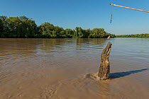 Saltwater crocodile (Crocodylus porosus) jumping up to grab a piece of chicken hung over the water by Adelaide River cruise boat skipper, Adelaide River, Darwin, Northern Territories, Australia