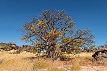 Boab tree / Australian baobab (Adansonia gregorii) endemic to Australia, Kimberley, Western Australia, Australia