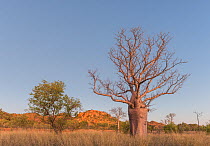 Sun setting with Boab tree / Australian baobab (Adansonia gregorii) Kimberley, Western Australia, Australia July 2016.