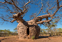 The &#39;Prison&#39; Boab tree / Australian baobab (Adansonia gregorii) which was used to lock up prisoners, Wyndham. Kimberley, Western Australia. July 2016.