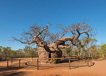 Prison Boab tree / Australian baobab (Adansonia gregorii) which was used to lock up prisoners, Wyndham. Kimberley, Western Australia. July 2016.