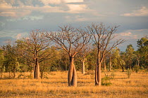 Boab tree / Australian baobab (Adansonia gregorii) Kimberley, Western Australia, Australia July 2016.