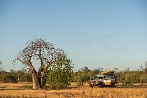 Boab tree / Australian baobab (Adansonia gregorii) with the four wheel drive car parked. Kimberley, Western Australia, Australia July 2016.