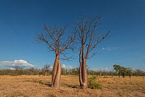 Australian baobab  / Boab trees  (Adansonia gregorii)  Kimberley, Western Australia, Australia July 2016.