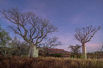 Australian baobab  / Boab trees (Adansonia gregorii) against the Cockburn Ranges, Kimberley, Western Australia June 2016.