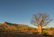 Australian baobab  / Boab trees (Adansonia gregorii) against the Cockburn Ranges, Kimberley, Western Australia June 2016.