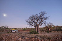 Moon rising behind Australian baobab / Boab trees  (Adansonia gregorii) with four by four vehicle in distance, Kimberley, Western Australia, Australia June 2016.