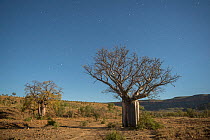 Australian baobab  / Boab trees (Adansonia gregorii) against the Cockburn Ranges, Kimberley, Western Australia. June 2016.
