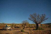 Australian baobab  / Boab trees (Adansonia gregorii) against the Cockburn Ranges with the four-wheel drive car parked, Kimberley, Western Australia. June 2016.