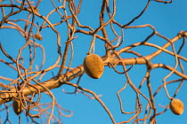 Australian baobab  / Boab tree with seed pods, (Adansonia gregorii) Kimberley, Western Australia, Australia June