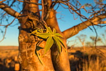 Australian baobab  / Boab tree leaves (Adansonia gregorii) Kimberley, Western Australia, Australia June 2016.