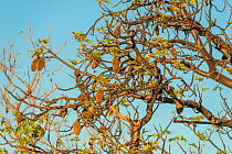 Boab tree / Australian baobab (Adansonia gregorii) full of seeds, Kimberley, Western Australia, Australia June 2016.