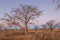 Full moon rising behind the Boab tree / Australian baobab (Adansonia gregorii) Kimberley, Western Australia, Australia June 2016.