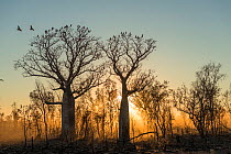 Morning light streaming through a silhouetted Boab tree / Australian baobab (Adansonia gregorii) Kimberley, Western Australia, Australia June 2016.
