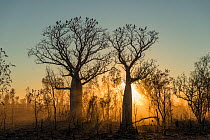 Morning light streaming through a silhouetted Boab tree / Australian baobab (Adansonia gregorii) Kimberley, Western Australia, Australia June 2016.