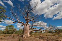 Woman hugging a Boab tree / Australian baobab (Adansonia gregorii) Kimberley, Western Australia, Australia June 2016. Model released.