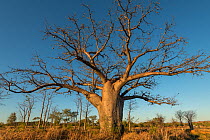 Boab tree / Australian baobab (Adansonia gregorii) Kimberley, Western Australia, Australia June 2016.