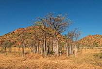 Boab tree / Australian baobab (Adansonia gregorii) Kimberley, Western Australia, Australia