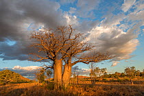 Australian baobab / Boab trees (Adansonia gregorii) Kimberley, Western Australia.
