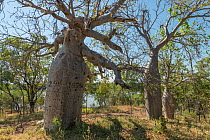 The Gregory Tree, an  Australian baobab / Boab tree (Adansonia gregorii) which  marks the site of the explorer AC Gregory's camp site 1855-56, Kimberley, Western Australia.