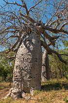 The Gregory Tree, an  Australian baobab / Boab tree (Adansonia gregorii) which  marks the site of the explorer AC Gregory's camp site 1855-56, Kimberley, Western Australia.