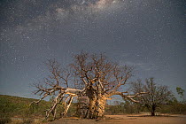The 'Prison' Australian baobab  /  Boab tree (Adansonia gregorii) which was used to lock up prisoners, Wyndham. Kimberley, Western Australia. August 2016.