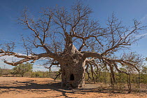 The 'Prison' Australian baobab  /  Boab' tree (Adansonia gregorii) which was used to lock up prisoners, Wyndham. Kimberley, Western Australia. August 2016.